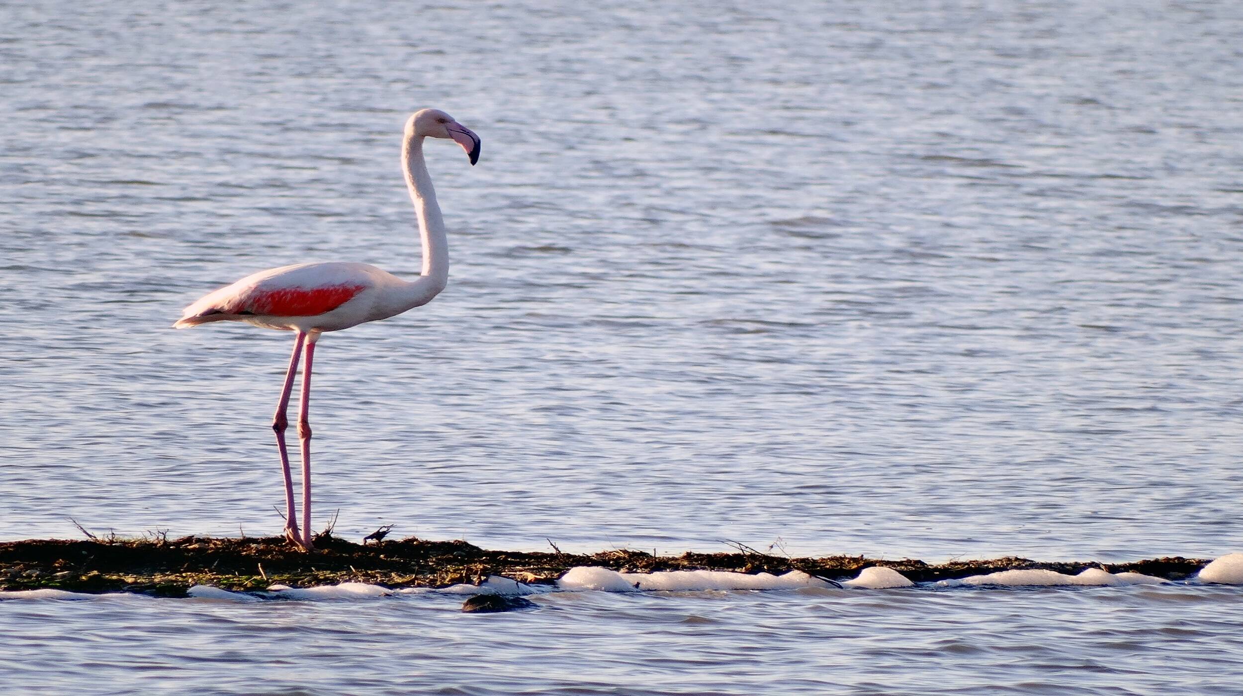 Birdwatching flamingos Montenegro