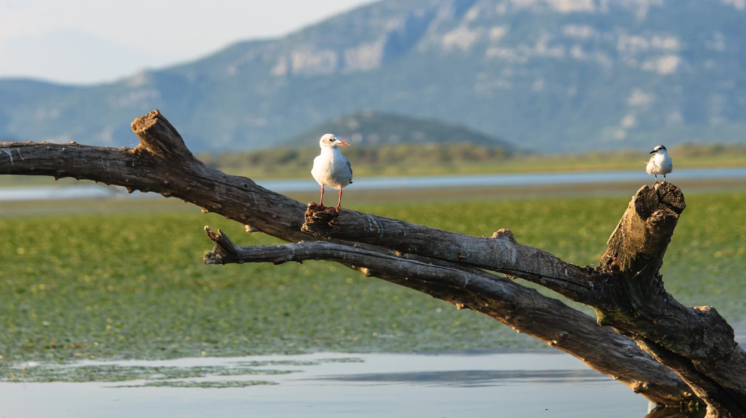 Birdwatching Skadar Lake Montenegro