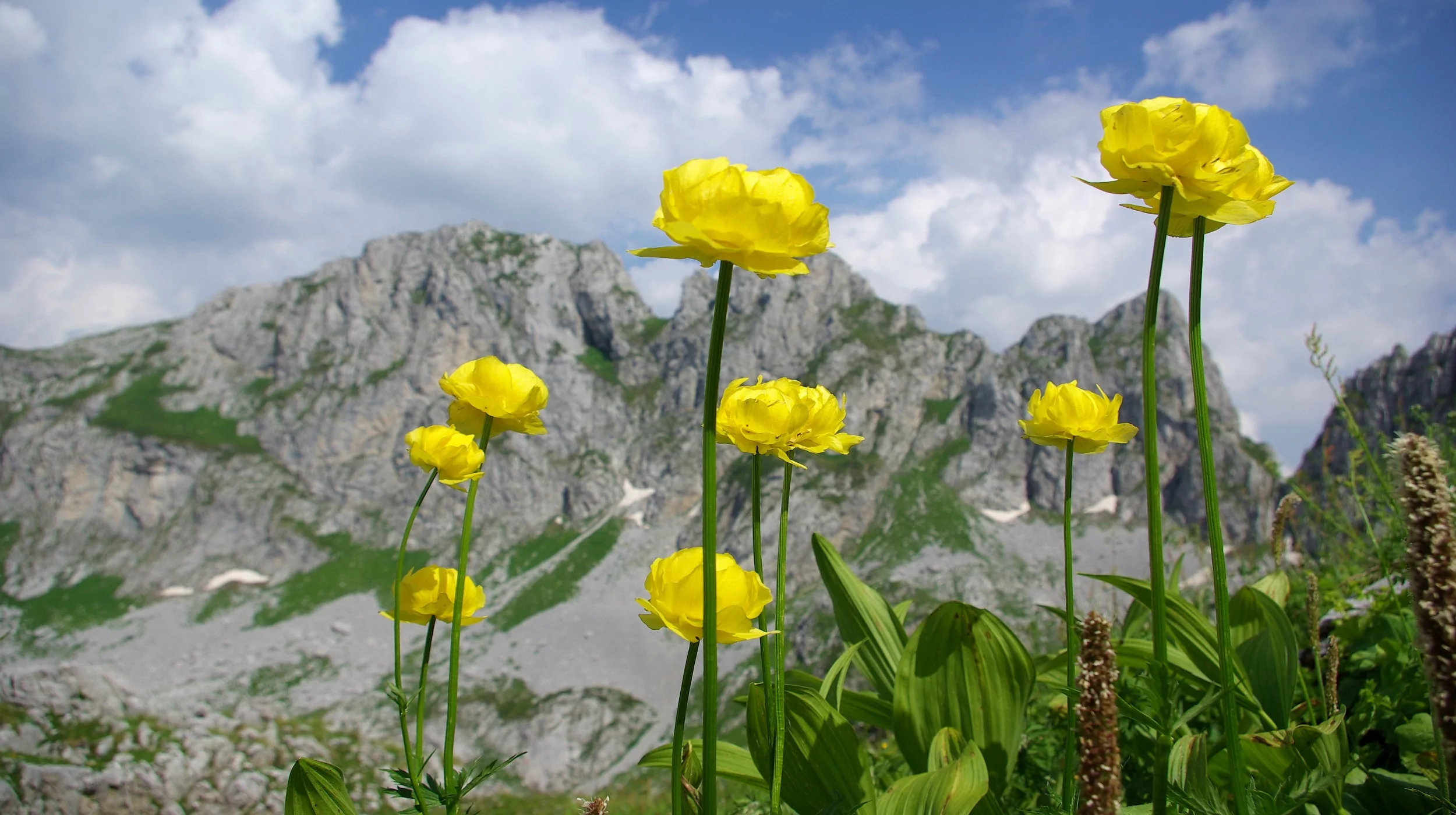 Herbalism National park Prokletije Montenegro