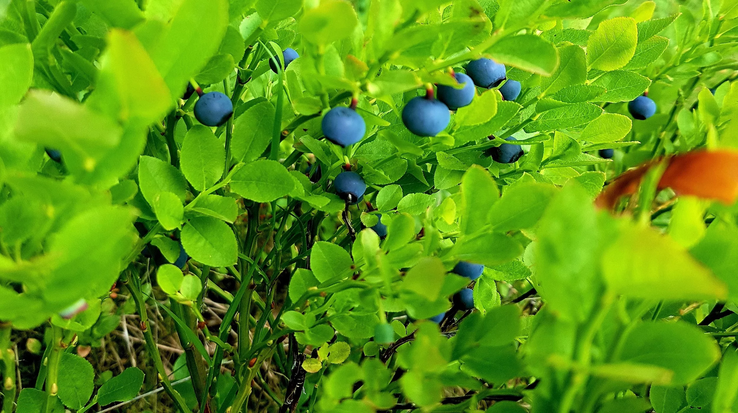 Herbalism blueberries camp Verusa Montenegro